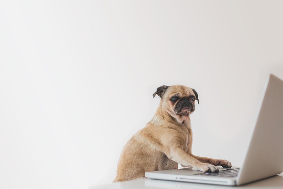 business pug working on laptop 925x