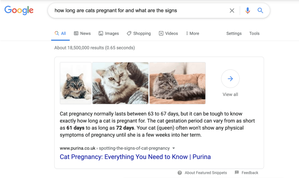 cats pregnancy info