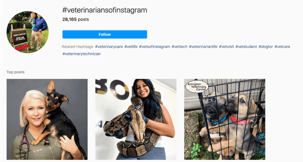 veterinarians of instagram